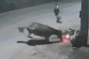 Cavalo solto na pista provoca queda de motociclista e acaba facilitando assalto em Imperatriz