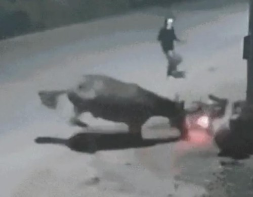 Cavalo solto na pista provoca queda de motociclista e acaba facilitando assalto em Imperatriz