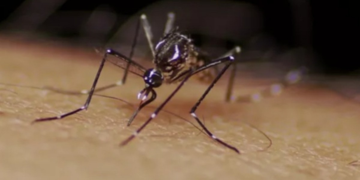 Casos de dengue, zika e chikungunya crescem 440% no Maranhão