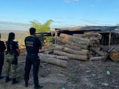 Operação Pterodon: PF deflagra operação para combater extração ilegal de madeira