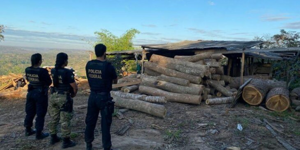 Operação Pterodon: PF deflagra operação para combater extração ilegal de madeira
