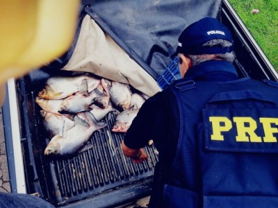 Mais de 100 quilos de peixe Tambaqui são apreendidos pela PRF na BR-316, no Maranhão