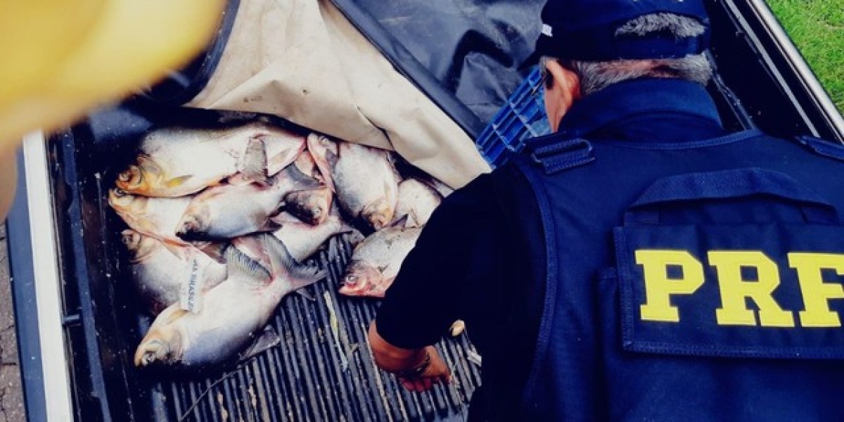 Mais de 100 quilos de peixe Tambaqui são apreendidos pela PRF na BR-316, no Maranhão