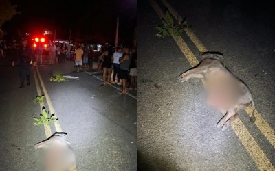 Homem morre após colidir com porco e ser arremessado de moto no PI; filho fica ferido
