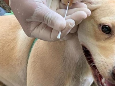 Leishmaniose visceral: governo coordena ações preventivas em Caxias e Timon