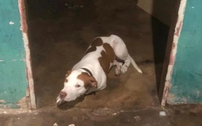 Bebê de um ano é resgatado após ter sido deixado sozinho em casa com pitbull, em Santa Inês