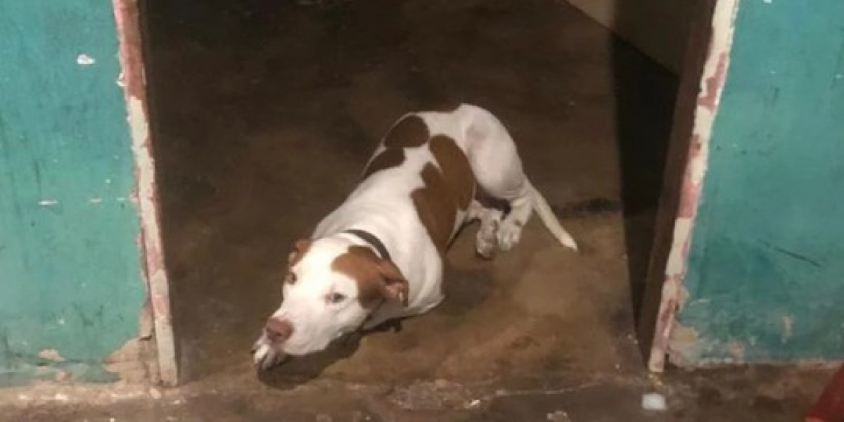 Bebê de um ano é resgatado após ter sido deixado sozinho em casa com pitbull, em Santa Inês