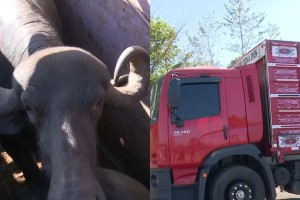 PRF apreende carga de 17 búfalos transportados sem documentação no sul do Maranhão