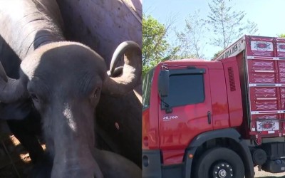 PRF apreende carga de 17 búfalos transportados sem documentação no sul do Maranhão