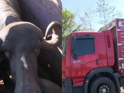 PRF apreende carga de 17 búfalos transportados sem documentação no sul do Maranhão