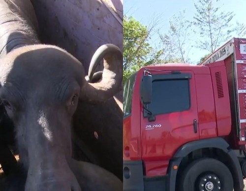 PRF apreende carga de 17 búfalos transportados sem documentação no sul do Maranhão