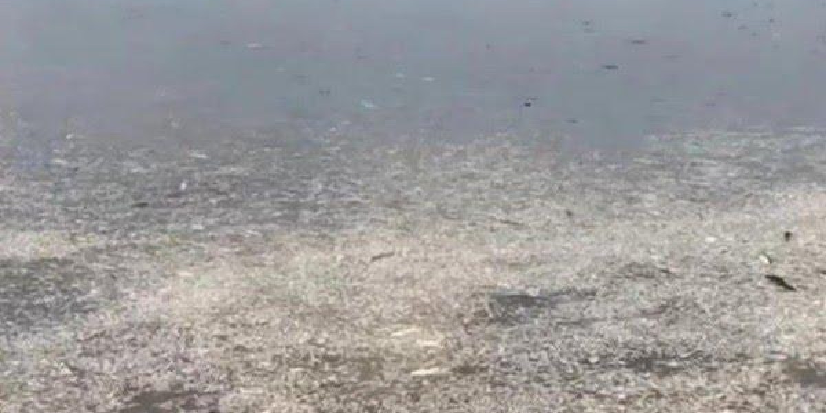 Centenas de peixes aparecem mortos em lago no município de Lago Verde 