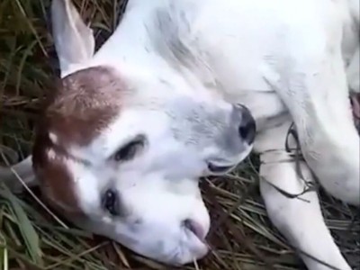 Bezerro de duas cabeças e quatro olhos nasce em Loreto no Maranhão