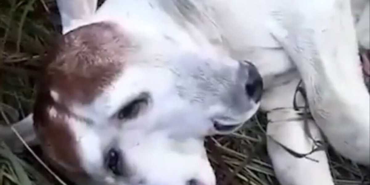 Bezerro de duas cabeças e quatro olhos nasce em Loreto no Maranhão