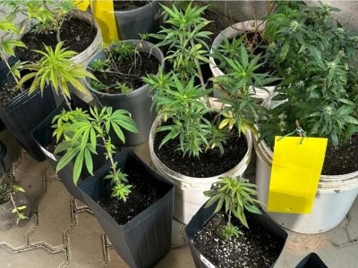 Maconha cultivada em condomínio de luxo é apreendida em operação policial em Imperatriz