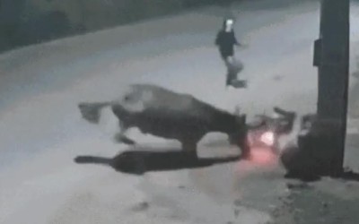 Cavalo solto na pista provoca queda de motociclista e acaba facilitando assalto em Imperatriz