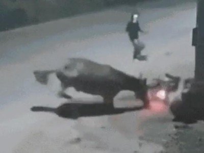 Cavalo solto na pista provoca queda de motociclista e acaba facilitando assalto em Imperatriz