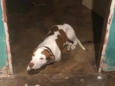 Bebê de um ano é resgatado após ter sido deixado sozinho em casa com pitbull, em Santa Inês