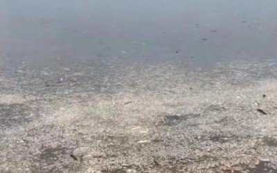 Centenas de peixes aparecem mortos em lago no município de Lago Verde 