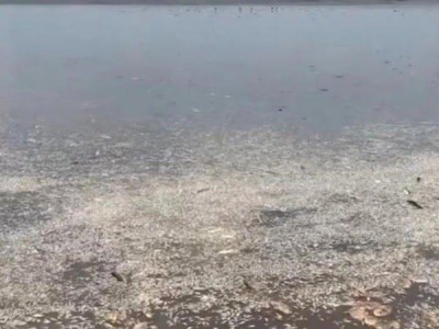 Centenas de peixes aparecem mortos em lago no município de Lago Verde 